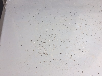 一宮市にて大量の羽アリが発生したとご相談を受け現場に向かいました